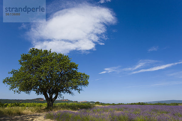 Roussillon  Frankreich  Provence  Vaucluse  Dorf  Sienna Village  Baum  Lavendel  schießt  Wolke
