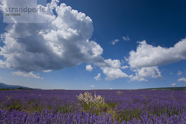 Sault  Frankreich  Provence  Vaucluse  Lavendelfeld  Lavendel  Gras  Wolken