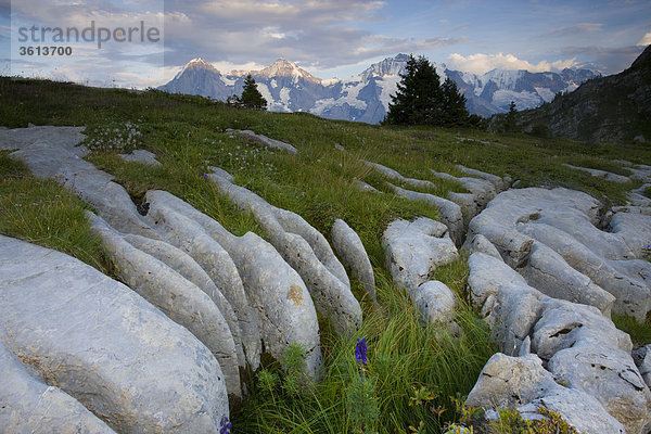 Berg Ansicht Lupine Kreide Berner Oberland Kanton Bern Mönch Schrattenkalk Schweiz