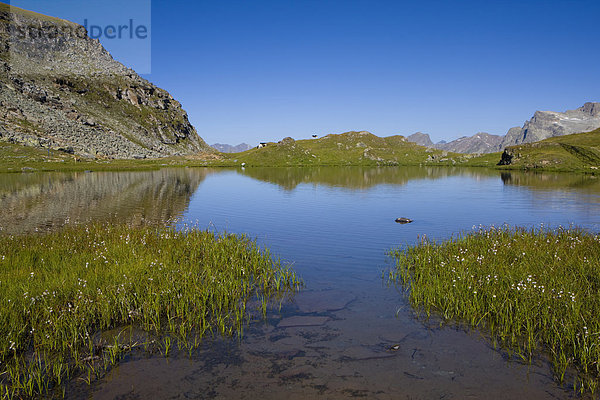Hausrind Hausrinder Kuh Wasser Berg See Kanton Graubünden Engadin Schweiz