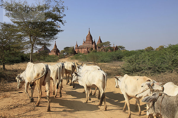 Myanmar  Burma  Burma  Kuh Herde in Pagode Landschaft