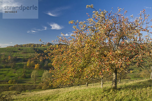 Loffenau  Baden-Württemberg  Deutschland  die Herbstlandschaft  Wiesen  Berge  Bäume  Himmel  Himmel