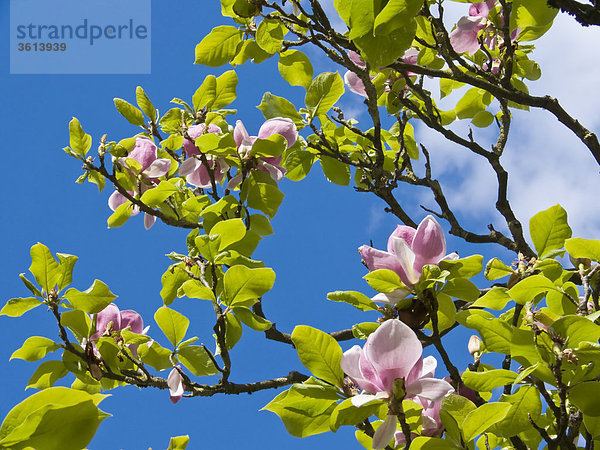 Karlsruhe  Baden-Württemberg  Deutschland  Magnolien  Magnolia Blüten  Spring  Himmel  Himmel