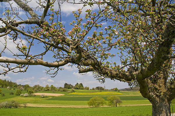 Zabergäu  Baden-Württemberg  Deutschland  Frühling Landschaft  blüht  blüht  Apple Blüten  Wiesen  Himmel  Himmel