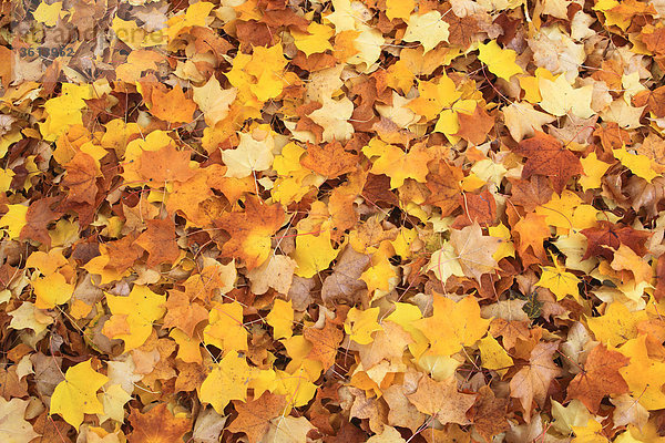 Muster gelb Pflanzenblatt Pflanzenblätter Blatt Natur Hintergrund Herbst Tuch glänzen Helligkeit Laub braun Färbemittel Ahorn Schnittmuster Schweiz