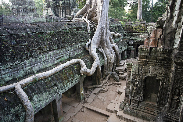 Kambodscha  fernen Osten  Asien  Buddhismus  Angkor Thom  Tempel  Religion  Kulturstätte  Kultur  Stein Zahlen  Zahlen  kulturelle Erbe von Welt  Root  Reisen  Sehenswürdigkeit  Wahrzeichen