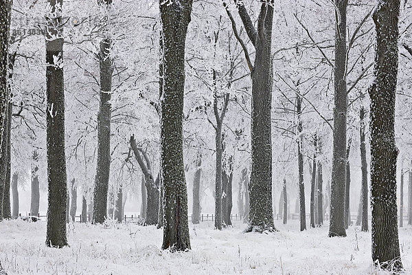 Winter Baum Wald weiß Holz Frost Schnee Schweden