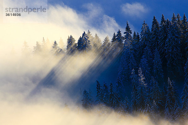 Verschneiter Tannenwald  Gurnigel  Schweiz