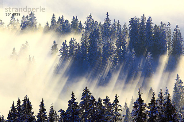 Verschneiter Tannenwald  Gurnigel  Schweiz