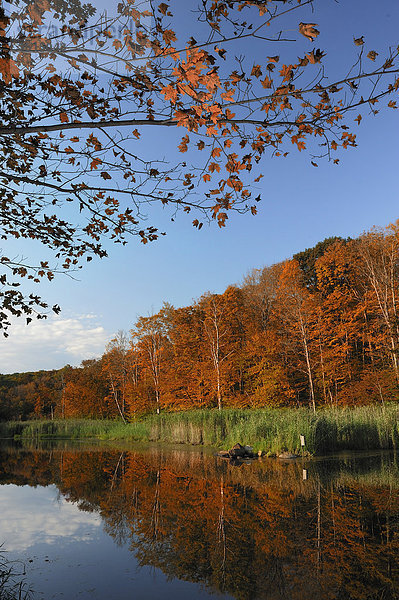 Teich in der Nähe von Litchfield  Connecticut  USA