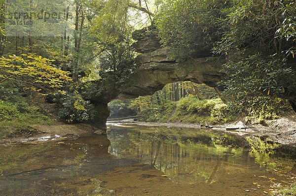 Rocky Arch  Creek unter Arch  Daniel Boone National Forest  den Red River Gorge geologischen Bereich  Kentucky  USA