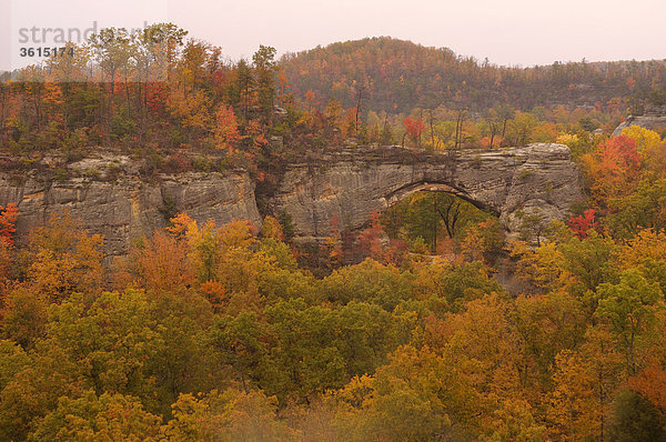 Natürlichen Bogen  Daniel Boone National Forest  in der Nähe von Whitley City  Kentucky  USA