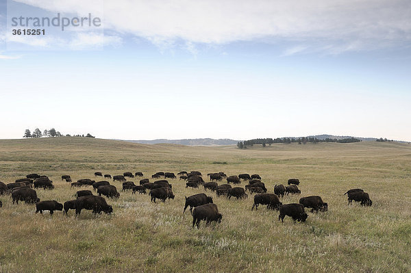 Bisons im Custer State Park  Buffalo  Black Hills  in der Nähe von Hermosa  South Dakota  USA