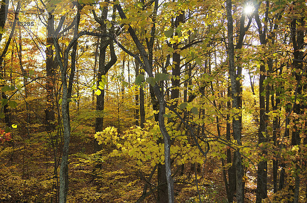Wald  Herbst  Farben  Farben  Cumberland Gap National Historic Park  Virginia  Tennessee  USA