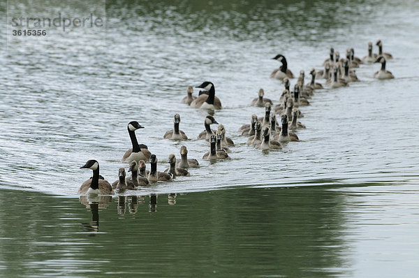 Gruppe von Graugänsen (Anser anser) schwimmt auf dem Altmühlsee  Bayern  Deutschland