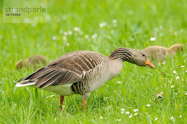 Graugans-Familie (Anser anser) auf einer Wiese  Altmühlsee  Bayern  Deutschland