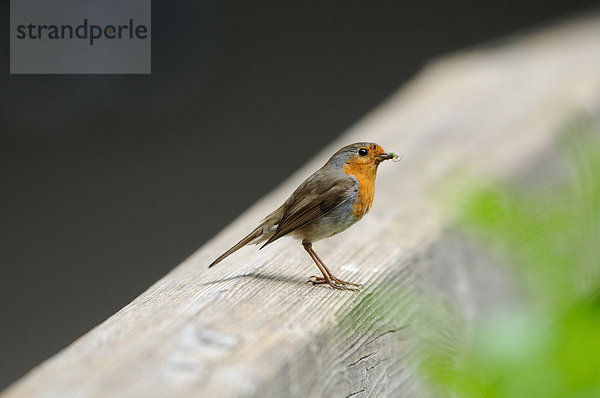 Rotkehlchen (Erithacus rubecula)