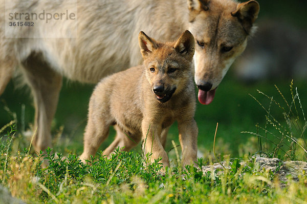 Junger und ausgewachsener Wolf (Canis lupus) gehen auf einer Wiese