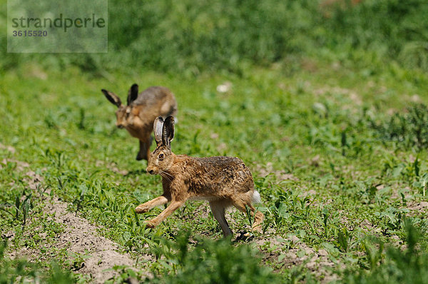 Zwei Feldhasen (Lepus europaeus) springen in einem Maisfeld