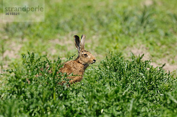 Feldhase (Lepus europaeus) in einem Maisfeld