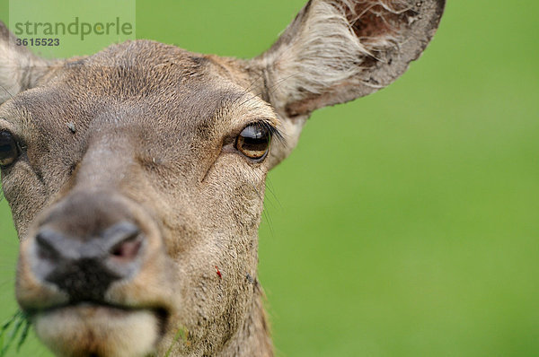 Junger Rothirsch (Cervus elaphus)  Portrait