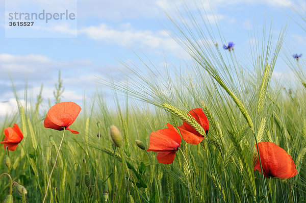 Klatschmohn (Papaver rhoeas) in einem Gerstenfeld  close-up