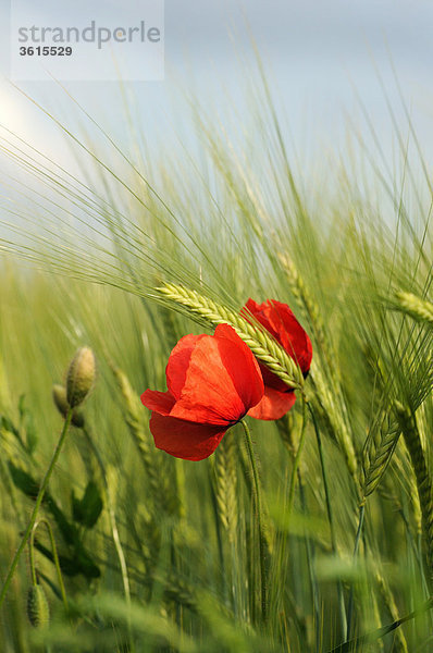 Klatschmohn (Papaver rhoeas) in einem Gerstenfeld  close-up