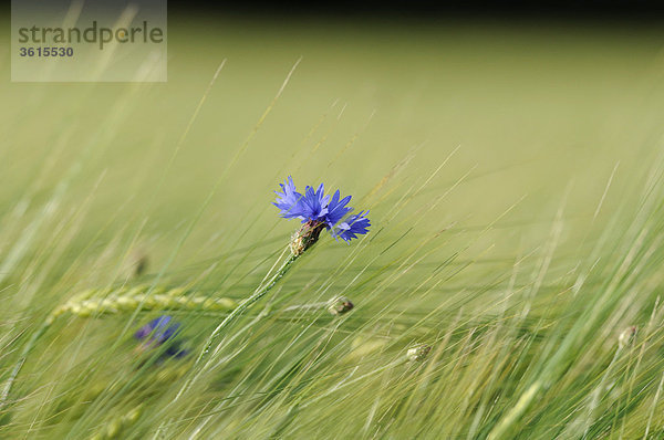 Kornblume (Centaurea cyanus) in einem Gerstenfeld  close-up