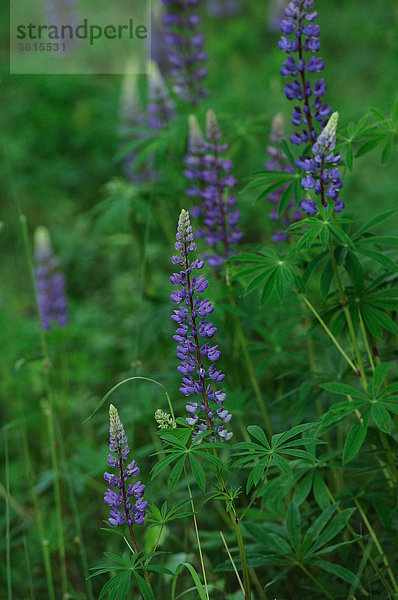 Blühende Lupinen auf einem Feld