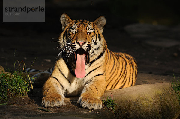 Liegender Sibirischer Tiger (Panthera tigris altaica) streckt die Zunge heraus