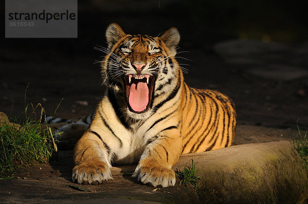 Liegender Sibirischer Tiger (Panthera tigris altaica) mit offenem Maul