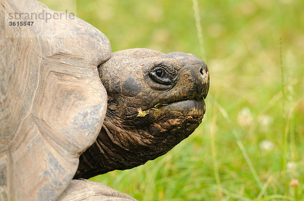 Galápagos-Riesenschildkröte (Chelonoidis nigra)  close-up