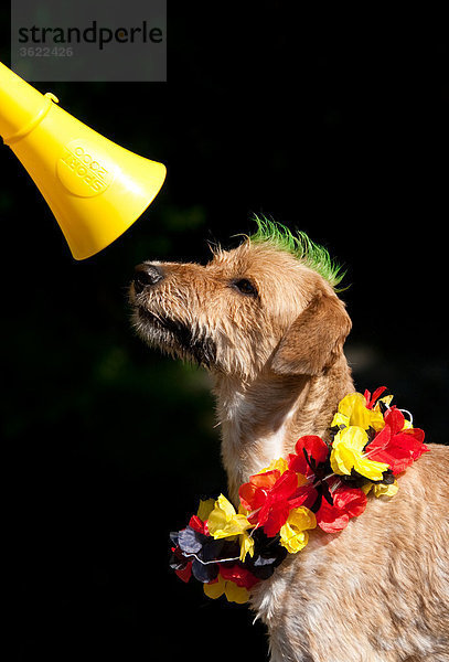 Hund mit Lei und Irokesenschnitt schaut auf Vuvuzela