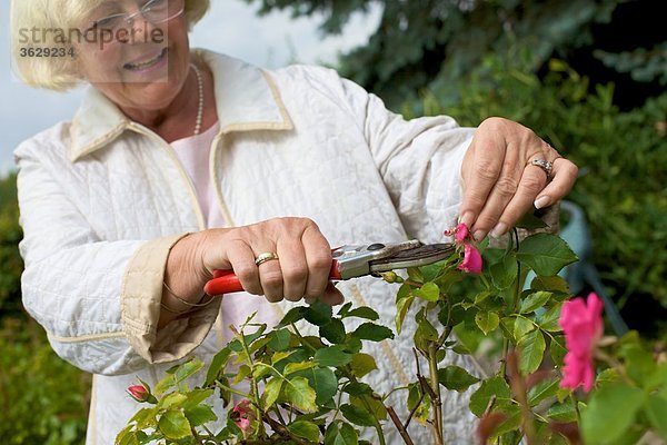 Frau beschneidet Rosen im Garten