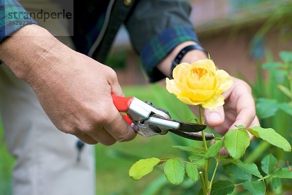 Mann beschneidet Rosen im Garten  close-up
