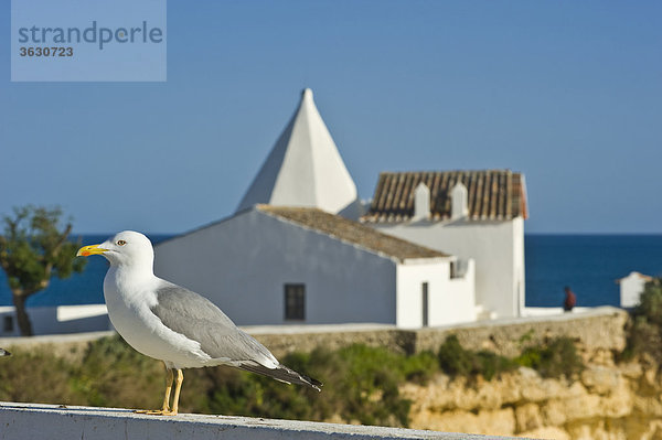 Möwe vor der Kapelle Nossa Senhora da Rocha  Armacao de Pera  Algarve  Portugal