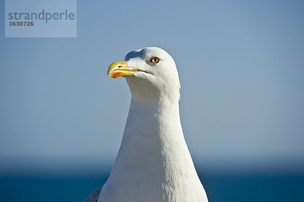 Möwe  Armacao de Pera  Algarve  Portugal  Portrait