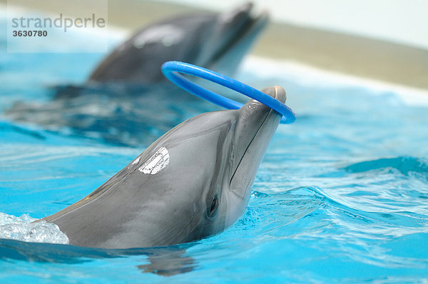 Großer Tümmler (Tursiops truncatus) spielt mt einem Ring im Wasser