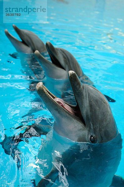 Drei Große Tümmler (Tursiops truncatus) im Wasser