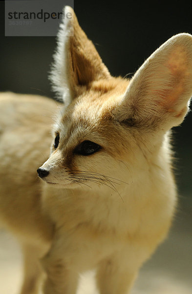 Wüstenfuchs (Vulpes zerda) blickt umher