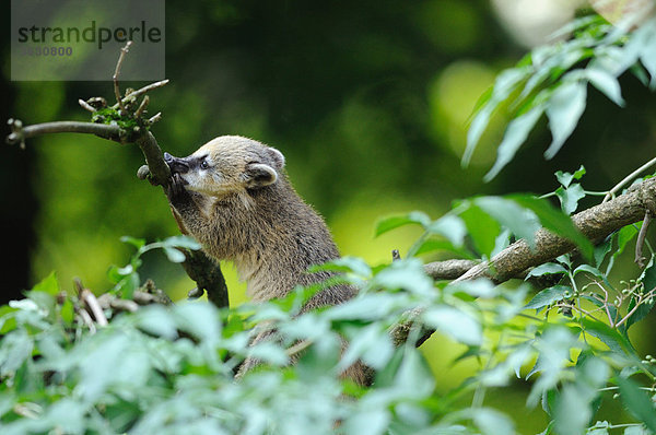 Südamerikanischer Nasenbär (Nasua nasua) in einem Baum