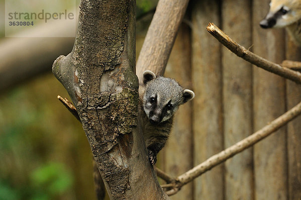 Südamerikanischer Nasenbär (Nasua nasua) in einem Baum