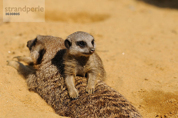 Jungtier liegt auf ausgewachsenem Erdmännchen (Suricata suricatta)