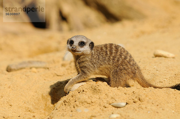 Erdmännchen (Suricata suricatta) im Sand