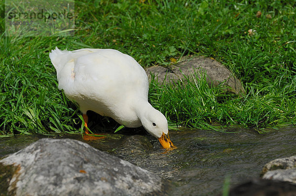 Hausente trinkt an einem Bach