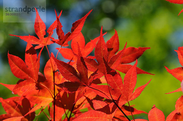 Rote Blätter vom Fächer-Ahorn (Acer palmatum)