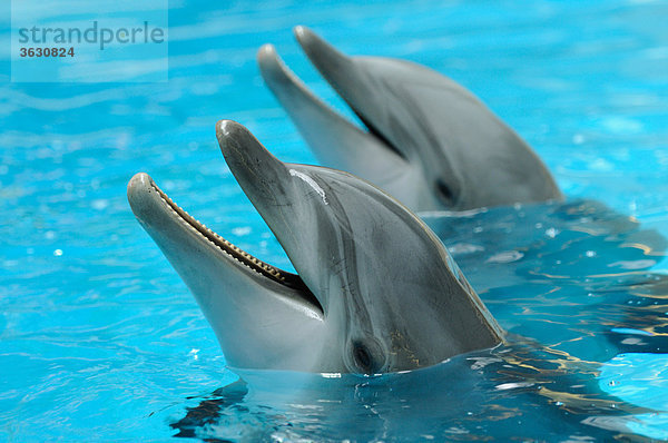 Zwei Große Tümmler (Tursiops truncatus) im Wasser