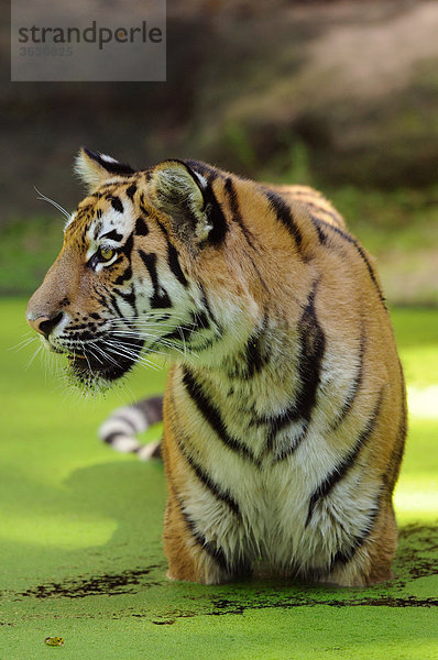 Sibirischer Tiger (Panthera tigris altaica) im Wasser