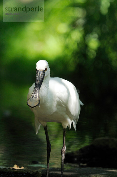 Löffler (Platalea leucorodia) steht im Wasser