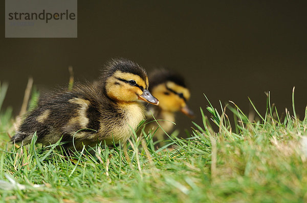 Zwei Stockenten-Küken (Anas platyrhynchos) auf einer Wiese